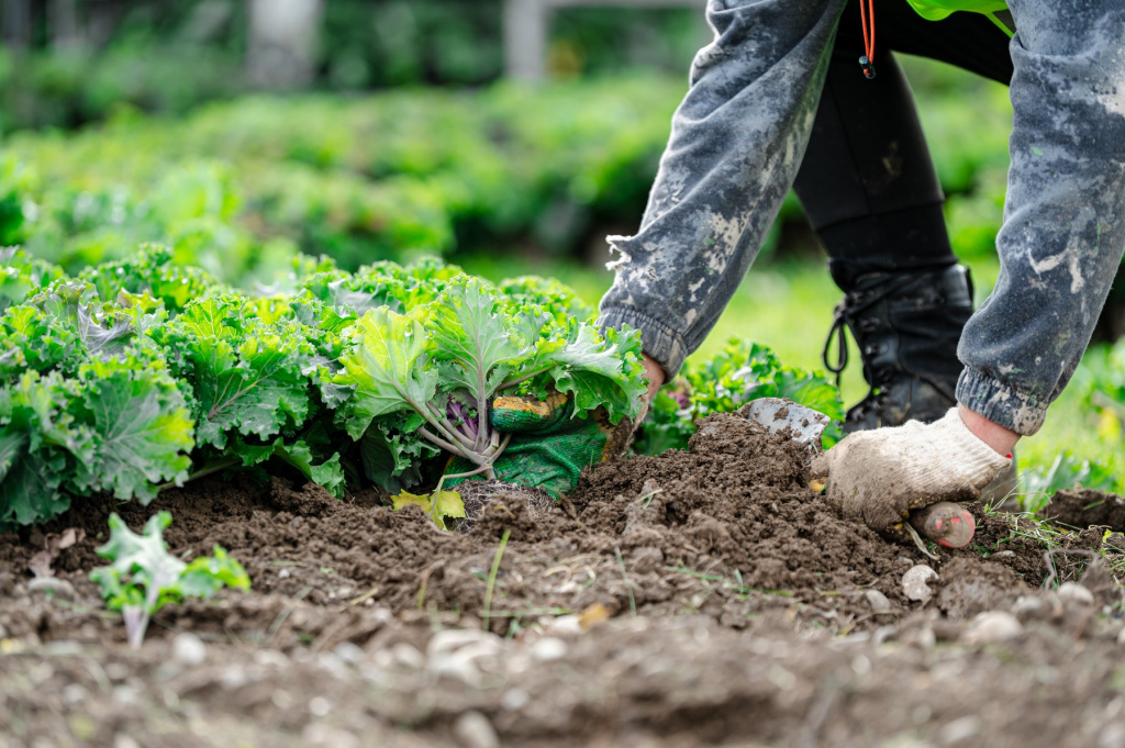 SIRIUS-476762.jpeg SIRIUS-476762.jpeg